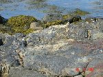 23tidepools