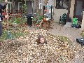 003tahliaburiedinleaves