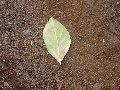 027artsysingleleafondirt