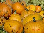 flarge_pumkins1