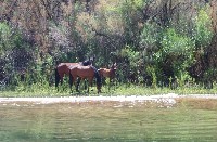257wildhorsesonriver