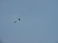 007skydivers
