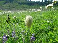 1037mtrainrhairyflower
