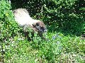 1038mtrainrjpgmarmot