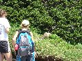 1039mtrainrbackofmarmot