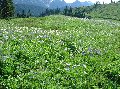 1042mtrainrwildflowersgalore