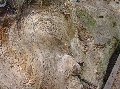 1058mtrainrpatriarchartsytreeinside