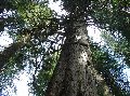 1062talltree2