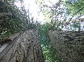 1063talltree3