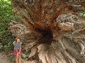 1066uprootedmayamidget