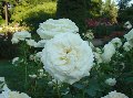 1133rosegrdnbigwhite