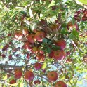 133_appleladentree