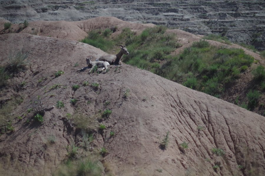 073mountaingoatsbadlands