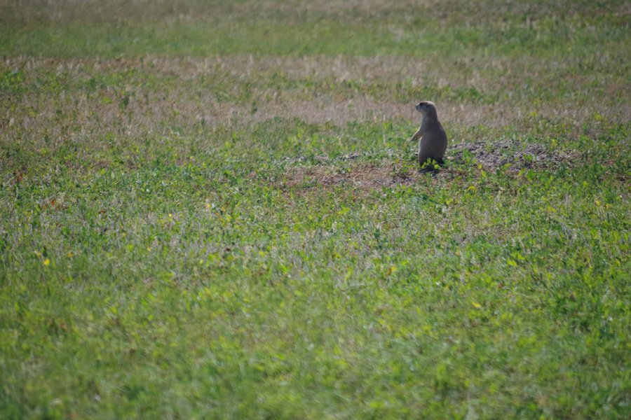 074prairiedogbadlands