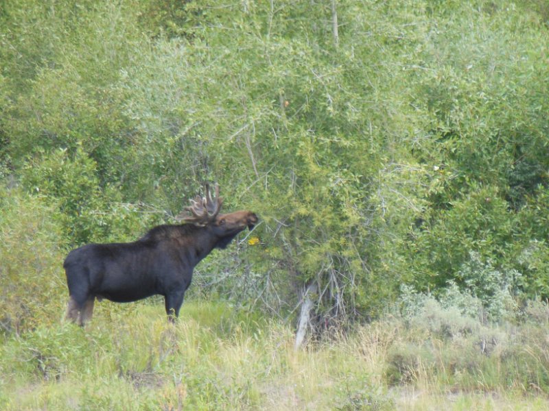 134moose