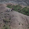 073mountaingoatsbadlands