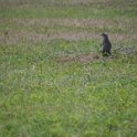 074prairiedogbadlands