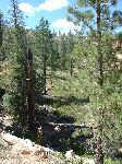 401twistedtreebryce2