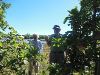 120momdadapplepicking