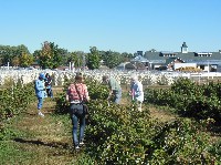 123pickingraspberries