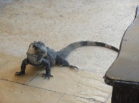 157mxiguanaface