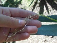 173mxhaciendasisalfiber