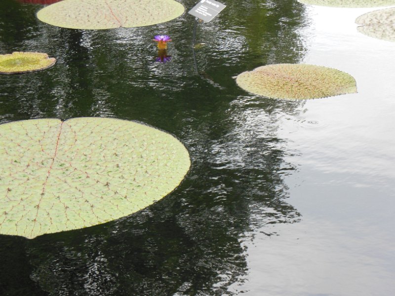 r00054pricklywaterlily